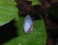 Semomesia tenella