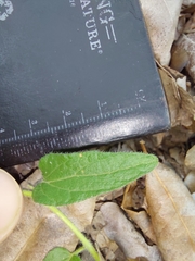 Ipomoea transvaalensis