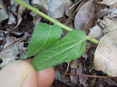 Ipomoea transvaalensis
