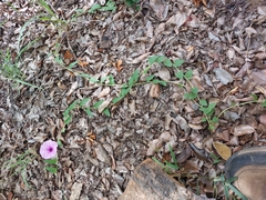 Ipomoea transvaalensis