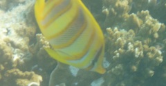 Chaetodon rainfordi