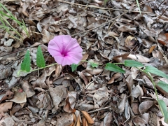 Ipomoea transvaalensis