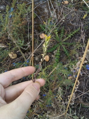 Erysimum marschallianum