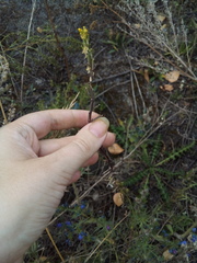 Erysimum marschallianum