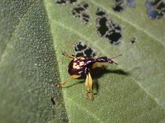 Korotyaevirhinus necopinus