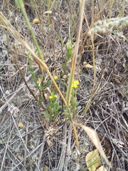 Erysimum marschallianum