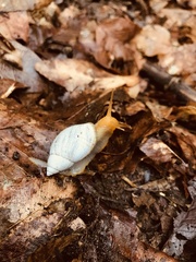 Plectostylus peruvianus