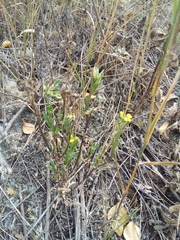 Erysimum marschallianum