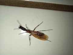 Camponotus mirabilis