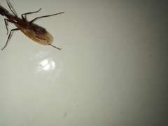 Camponotus mirabilis