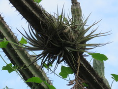 Tillandsia didisticha