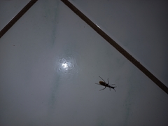 Camponotus mirabilis