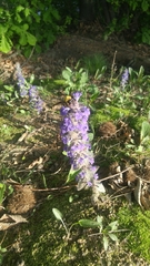 Xylocopa appendiculata