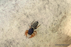 Piranthus planolancis