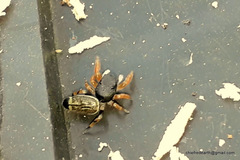 Piranthus planolancis