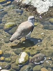 Vanellus chilensis