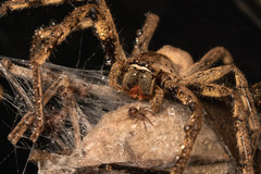 Palystes superciliosus
