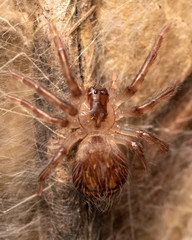 Palystes superciliosus