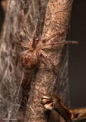 Palystes superciliosus