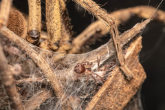 Palystes superciliosus