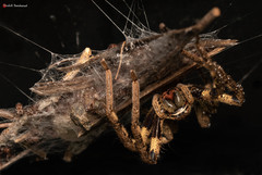 Palystes superciliosus