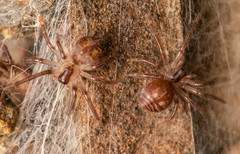 Palystes superciliosus