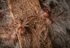 Palystes superciliosus