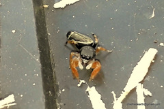 Piranthus planolancis