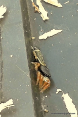 Piranthus planolancis