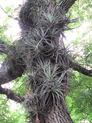 Tillandsia didisticha