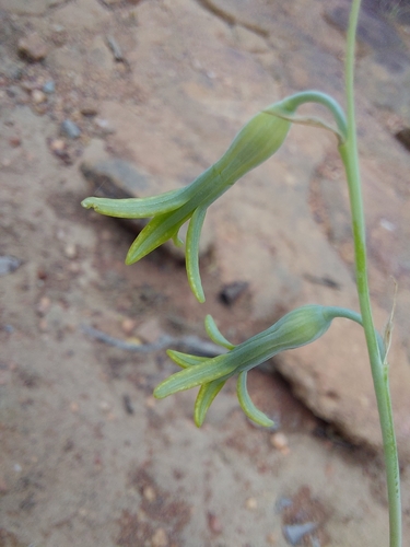 Image of Dipcadi marlothii by (c) Manuel R Popp, some rights reserved (CC BY)