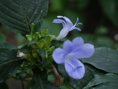 Barleria terminalis