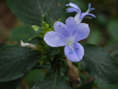 Barleria terminalis