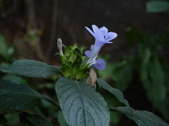 Barleria terminalis