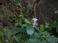 Barleria terminalis