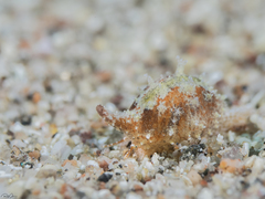 Trivirostra triticum