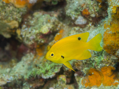 Sulphur Damsel photo 2