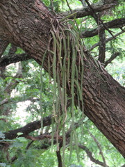 Pfeiffera ianthothele