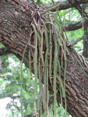 Pfeiffera ianthothele