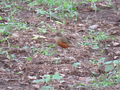 Turdus rufiventris