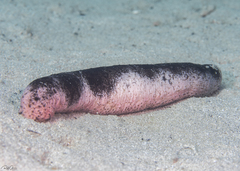 Holothuria edulis
