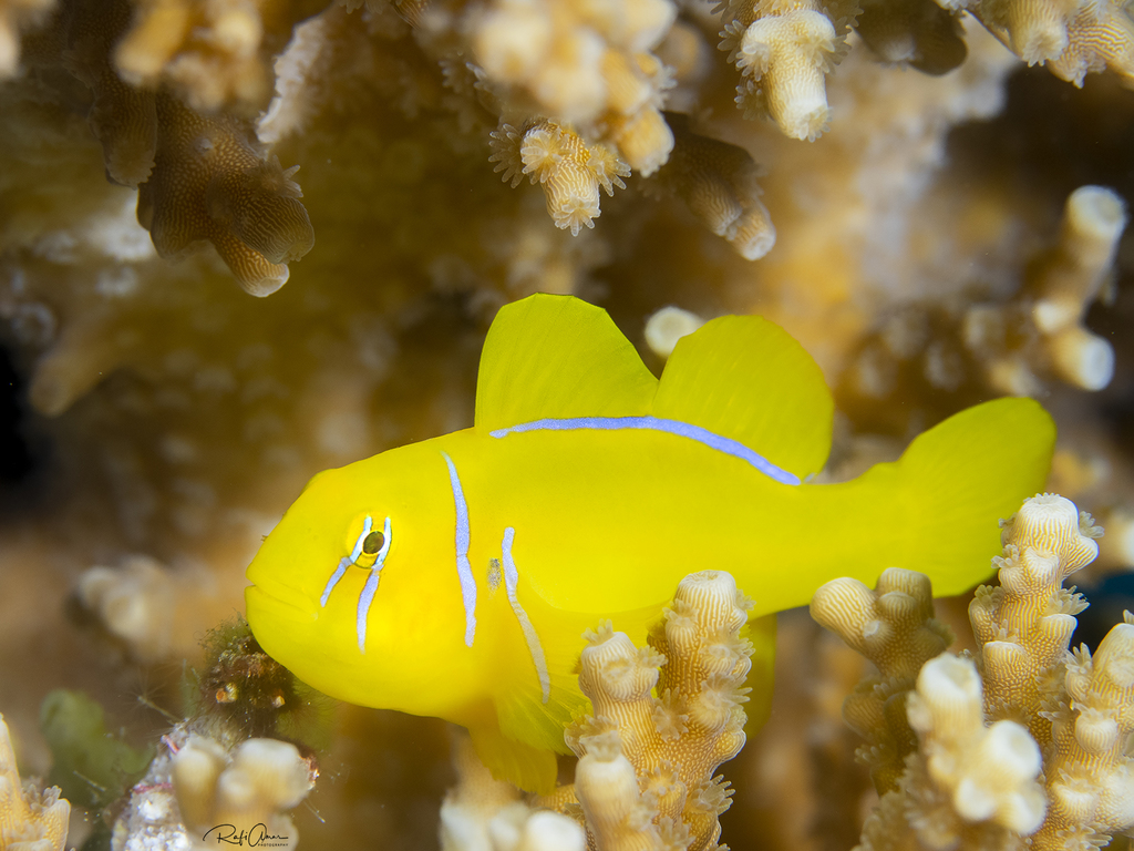 Citron Goby