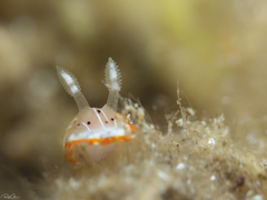 Goniobranchus pseudodecorus