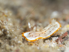 Goniobranchus pseudodecorus