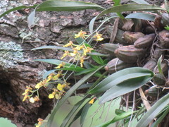 Oncidium