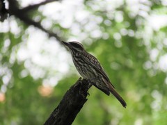 Myiodynastes maculatus