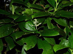 Rudgea hostmanniana