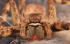 Palystes superciliosus