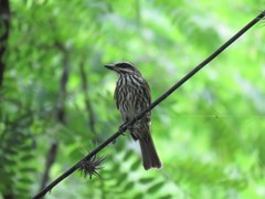 Myiodynastes maculatus