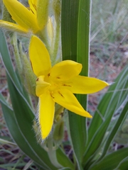 Hypoxis obtusa